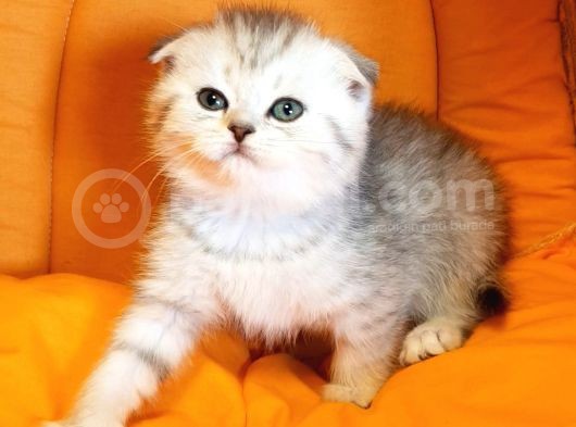 Ankara Scottish Fold Irk Garantili görsel