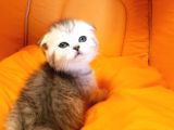 Ankara Scottish Fold Irk Garantili