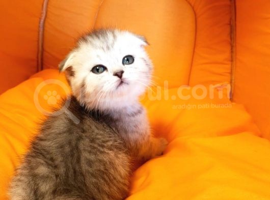 Ankara Scottish Fold Irk Garantili görsel