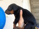 Bursa Doberman Yavrumuz