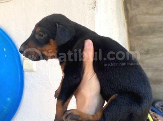 Bursa Doberman Yavrumuz