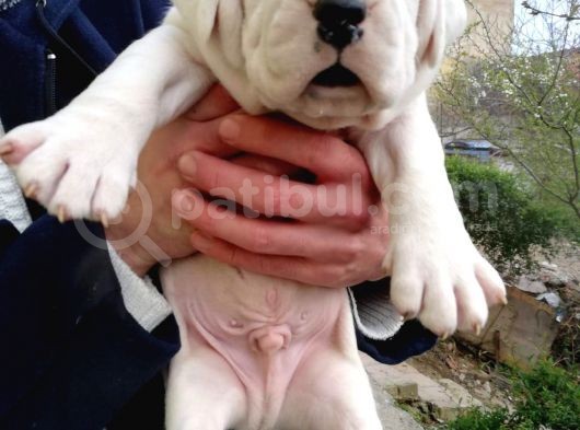 Secereli Uluslararası Dogo Argentino Yavruları