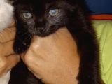 Siyah Erkek British shorthair 