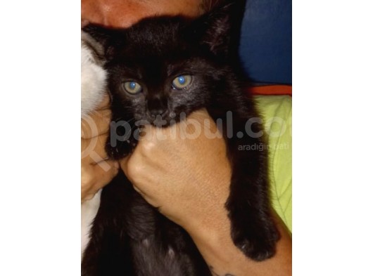 Siyah Erkek British Shorthair 