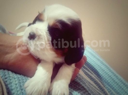 İstanbul Orijinal King Charles Bebeklerimiz görsel
