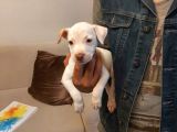 Sahibinden A Kalite Albino Pitbul Yavrulari