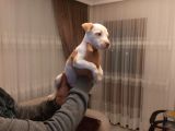 Sahibinden A Kalite Albino Pitbul Yavrulari