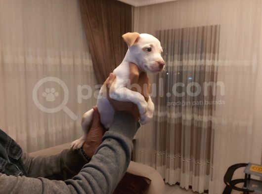 Sahibinden A Kalite Albino Pitbul Yavrulari görsel