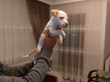 Sahibinden A Kalite Albino Pitbul Yavrulari