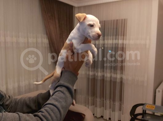Sahibinden A Kalite Albino Pitbul Yavrulari görsel