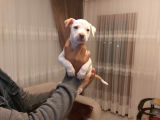 Sahibinden A Kalite Albino Pitbul Yavrulari