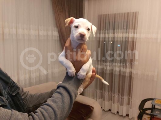 Sahibinden A Kalite Albino Pitbul Yavrulari görsel