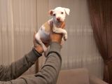 Sahibinden A Kalite Albino Pitbul Yavrulari