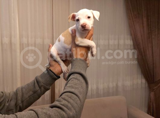 Sahibinden A Kalite Albino Pitbul Yavrulari görsel