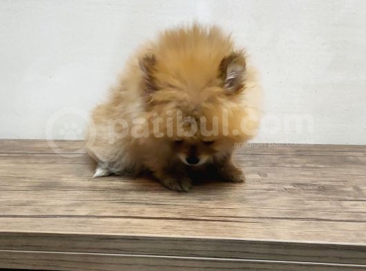 Harika 50 Günlük Pomerinian Boo Yavrularım görsel