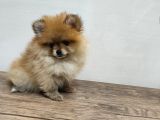 Harika 50 Günlük Pomerinian Boo Yavrularım