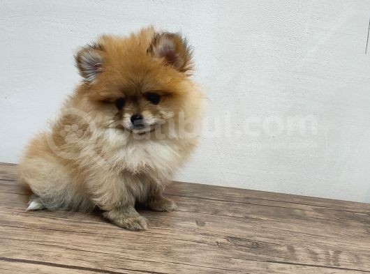 Harika 50 Günlük Pomerinian Boo Yavrularım görsel