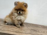 Harika 50 Günlük Pomerinian Boo Yavrularım