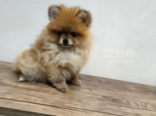 Harika 50 Günlük Pomerinian Boo Yavrularım görsel