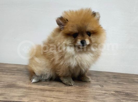 Harika 50 Günlük Pomerinian Boo Yavrularım görsel
