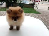 Harika 50 Günlük Pomerinian Boo Yavrularım