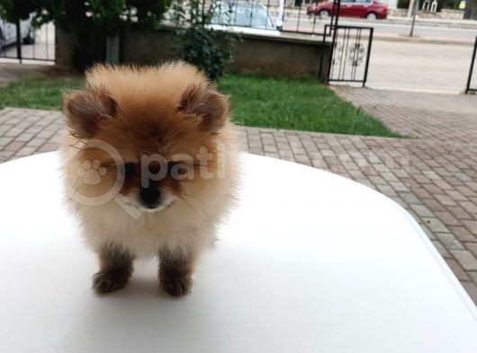 Harika 50 Günlük Pomerinian Boo Yavrularım görsel