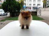 Harika 50 Günlük Pomerinian Boo Yavrularım