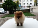 Harika 50 Günlük Pomerinian Boo Yavrularım