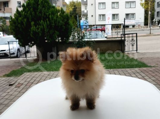 Harika 50 Günlük Pomerinian Boo Yavrularım görsel