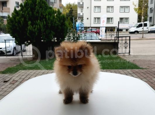 Harika 50 Günlük Pomerinian Boo Yavrularım