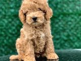Toy Poodle Yavrular  ( Red,Red Brown,Apricot,Silver,Siyah)