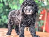 Toy Poodle Yavrular  ( Red,Red Brown,Apricot,Silver,Siyah)