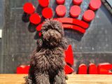 Toy Poodle Yavrular  ( Red,Red Brown,Apricot,Silver,Siyah)