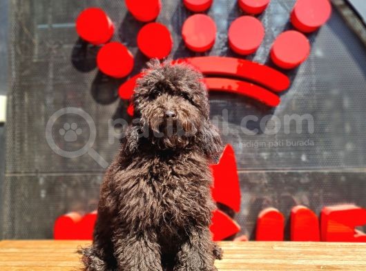 Toy Poodle Yavrular  ( Red,Red Brown,Apricot,Silver,Siyah) görsel