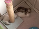 4 Minnak Yavrumuza Yuva