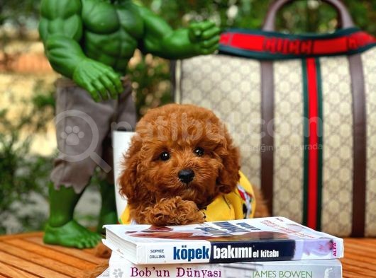 Red Brown 3 Aylık Toy Poodle Yavrumuz Bi̇ngo görsel
