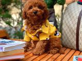 Red Brown 3 Aylık Toy Poodle Yavrumuz Bi̇ngo