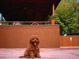 Red Brown 3 Aylık Toy Poodle Yavrumuz Bi̇ngo