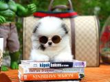 Irk ve Sağlık Garantili Pomeranian Boo Yavrularımız