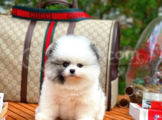 Ayı Surat Pomeranian Boo Yavrularımız görsel