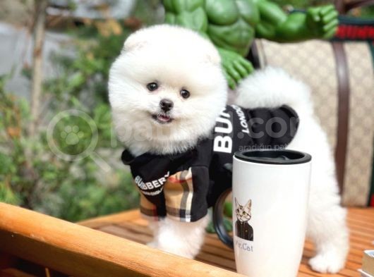 Aa Kalite Safkan  Pomeranian Oğlumuz görsel