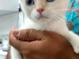 2.5 Aylık Bri̇ti̇sh Shorthai̇r Golden
