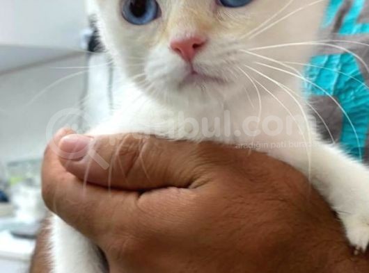2.5 Aylık Bri̇ti̇sh Shorthai̇r Golden