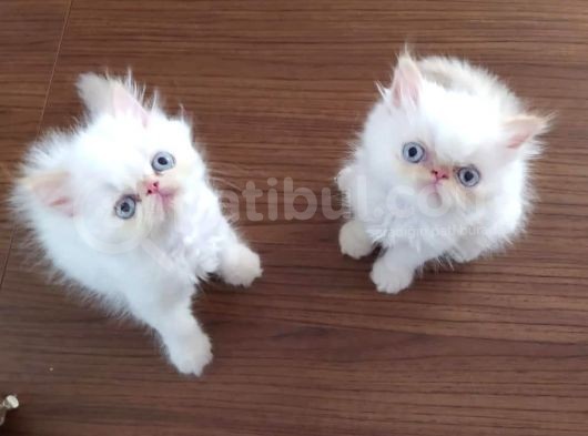 İran Persian Dişi 2 Aylık Yeni Yuvası Için Hazır