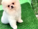 Irkının En İyi Temsilcilerinden Pomeranian Boo Yavrular