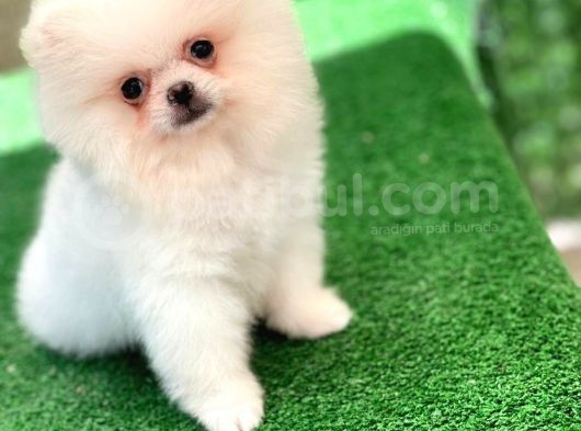Irkının En İyi Temsilcilerinden Pomeranian Boo Yavrular görsel