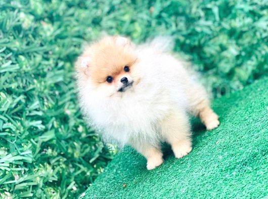 Irkının En İyi Temsilcilerinden Pomeranian Boo Yavrular görsel