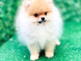Irkının En İyi Temsilcilerinden Pomeranian Boo Yavrular