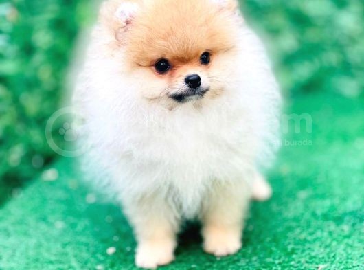 Irkının En İyi Temsilcilerinden Pomeranian Boo Yavrular görsel