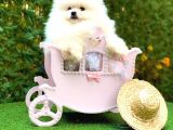 Irkının En İyi Temsilcilerinden Pomeranian Boo Yavrular